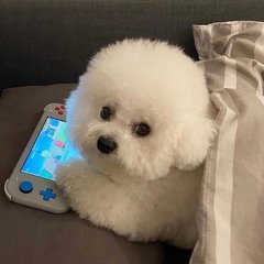 冷门白夜追凶新手入门